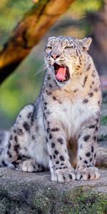 Animals,Snow Leopard,Animal,Protruding Tongue,Tongue Stuck Out,Zev,Throat,Funny