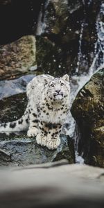 Animaux,Snow Leopard,Gros Chat,Drôle,Fauve,Émotions