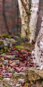 Animals,Snow Leopard,Forest,Grin,Muzzle,Autumn,Predator,Leaves