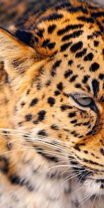 Nieve,Triste,Grande,Animales,Gato,Leopardo