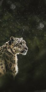 Animales,Depredador,Gato Grande,Vida Silvestre,Irbis,Leopardo De Nieve,Leopardo,Fauna Silvestre,Lluvia