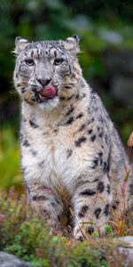 Animales,Depredador,Gato Grande,Lengua Pegada Hacia Fuera,Irbis,Leopardo De Nieve,Lengua Saliente,Leopardo