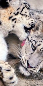 Animals,Snow Leopard,Lick Your Lips,Licking,Pair,Care,Couple