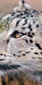 Animales,Nieve,Bozal,Ojos,Leopardo