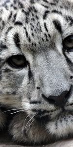 Muselière,Snow Leopard,Museau,Animaux,Prédateur