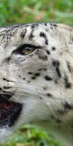 Animals,Snow Leopard,Muzzle,Predator,Irbis