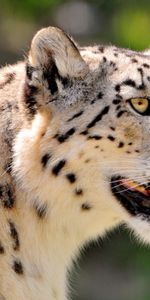 Animals,Snow Leopard,Muzzle,Spotted,Spotty,Color,Big Cat