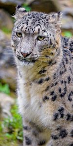 Irbis,Animaux,Snow Leopard,Gros Chat,Fauve,Animal,Prédateur