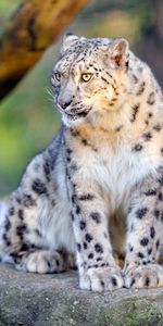 Irbis,Snow Leopard,Animaux,Gros Chat,Fauve,Animal,Sauvage,Prédateur