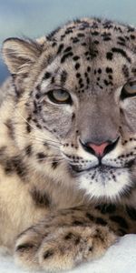 Prédateur,Snow Leopard,Gros Chat,Couleur,Animaux,Fauve