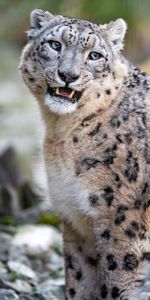 Snow Leopard,Taches,Animaux,Gros Chat,Fauve,Prédateur