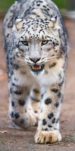 Pattes,Animaux,Snow Leopard,Gros Chat,Crocs,Fauve,Prédateur