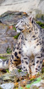 Animaux,Irbis,Snow Leopard,Gros Chat,Fauve,Prédateur