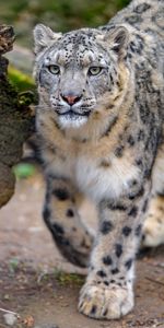 Animaux,Faune,Irbis,Snow Leopard,Gros Chat,Prédateur,Fauve