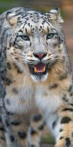 Animaux,Snow Leopard,Gros Chat,Tomber,Bouche,Prédateur,Fauve