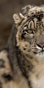 Animals,Snow Leopard,Predator,Opinion,Sight,Big Cat