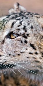 Animaux,Vue,Opinion,Snow Leopard,Gros Chat,Fauve,Prédateur