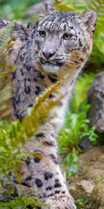 Animals,Snow Leopard,Predator,Sight,Opinion,Irbis,Big Cat