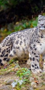 Animals,Snow Leopard,Predator,Wildlife,Irbis,Big Cat