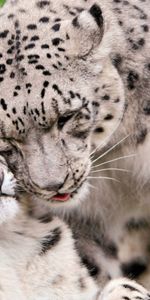 Animals,Snow Leopard,Predators,Pair,Irbis,Care,Tenderness,Couple