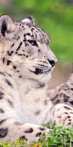 Animals,Snow Leopard,Predators,Spotted,Spotty,Color,Big Cats