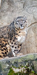 Roches,Snow Leopard,Les Rochers,Gros Chat,Taches,Animaux,Fauve,Prédateur