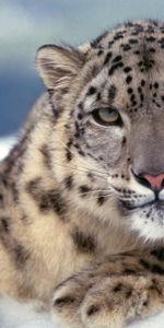 Animals,Snow Leopard,Snow,Muzzle,Nice,Sweetheart,Predator