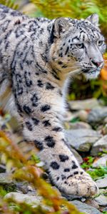 Snow Leopard,Gros Chat,Animal,Animaux,Taches,Fauve,Prédateur