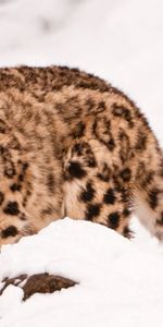 Animals,Snow Leopard,Stroll,Snow,Big Cat