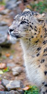 Irbis,Animaux,Snow Leopard,Faune,Animal,Sauvage