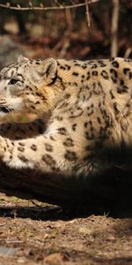 Animals,Snow Leopard,Wood,Tree,Bark,Attentiveness,Paw,Mindfulness