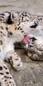 Se Soucier,Snow Leopard,Paire,Soin,Joey,Jeune,Coupler,Animaux