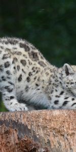 Animals,Snow Leopard,Young,Predator,Joey,Stretching,Sipping