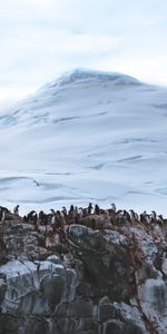 Animals,Snow,Mountain,Glacier,Antarctica,Pinguins