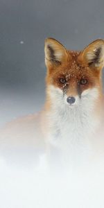 Animals,Snow,Muzzle,Fog,Fox