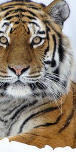 Animals,Snow,Muzzle,Opinion,Sight,Tiger