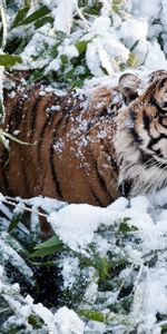 Animals,Snow,Muzzle,Tiger,Climb