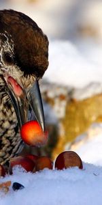 Animales,Nieve,Nueces,Pájaro,Cascanueces,Cedro,Chiflado,Cascanueces Manchados