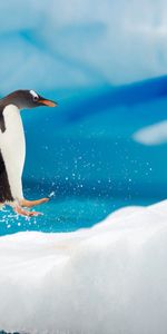 Animaux,Rebondir,Sauter,Arctique,Coupler,Paire,Glace,Neige,Antarctique,Pinguouins