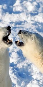 Animals,Snow,Pair,Bear,Playful,Polar Bear,Couple