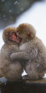 Animals,Snow,Pair,Monkeys,Care,Embrace,Couple