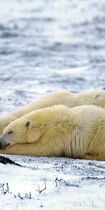 Animals,Snow,Pair,To Lie Down,Lie,Sleep,Polar Bear,Dream,Couple