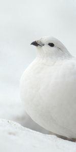 Animals,Snow,Partridge,Bird