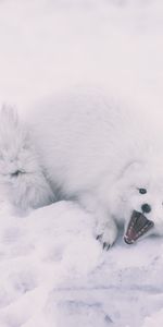 Enjoué,Espiègle,Neige,Le Renard Arctique,Renard Polaire,Animaux