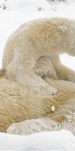 Neige,Ours Polaires,Bears,Des Ours Blancs,Animaux,Hiver,Jeux