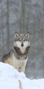 Loup,Animal,Neige,Animaux,Prédateur