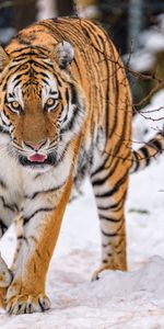 Faune,Neige,Animal,Gros Chat,Fauve,Animaux,Tigre,Prédateur