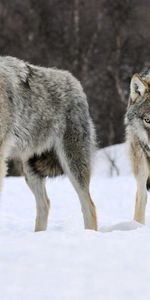 Loups,Troupeau,Animaux,Neige,Prédateur