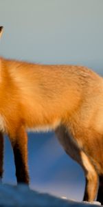 Vue,Opinion,Animal,Neige,Prédateur,Animaux,Un Renard,Renard