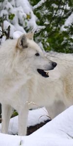 Animales,Depredador,Lobo Blanco,El Lobo Blanco,Nieve,Lobo